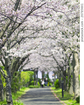 Row of cherry trees 20785601
