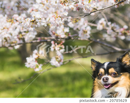 與櫻花 與櫻花 20785629