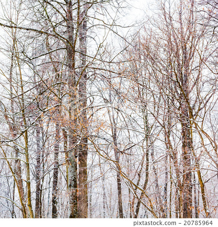 bare tree trunks in woods in winter bare tree trunks in woods in winter 20785964