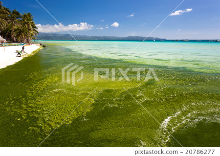 Seaweed in turquoise sea, water plant Seaweed in turquoise sea, water plant 20786277