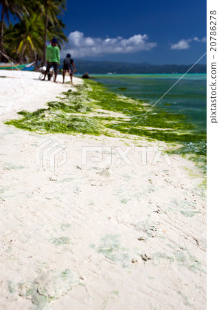 Seaweed in turquoise sea, water plant Seaweed in turquoise sea, water plant 20786278