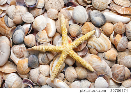 sea shells background.Starfish sea shells background.Starfish 20786574