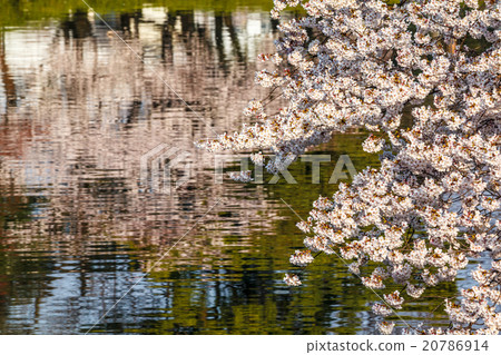 櫻花表面 櫻花表面 20786914