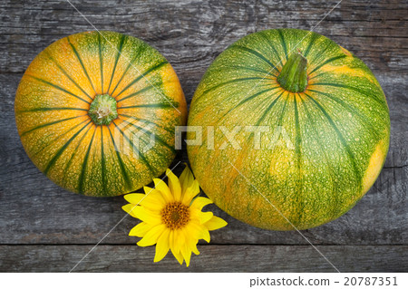 Willy's rock in green seaweed 20787351