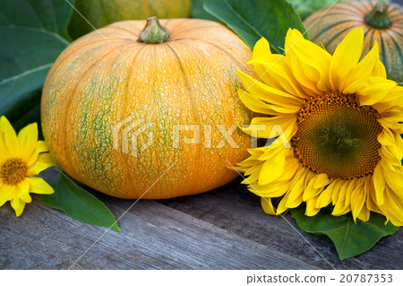 Willy's rock in green seaweed 20787353