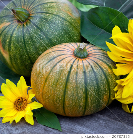 Willy's rock in green seaweed 20787355