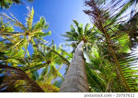 Top of palm trees 20787612
