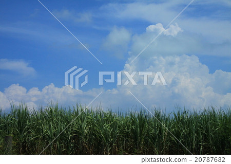 甘蔗領域和藍天 20787682