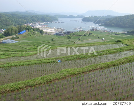 大浦的水稻梯田 大浦的水稻梯田 20787769