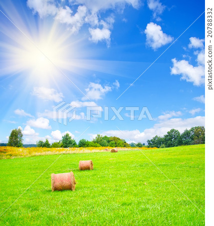 field field 20788332