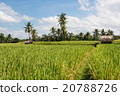 Rice cultivation on Bali, Indonesia 20788726