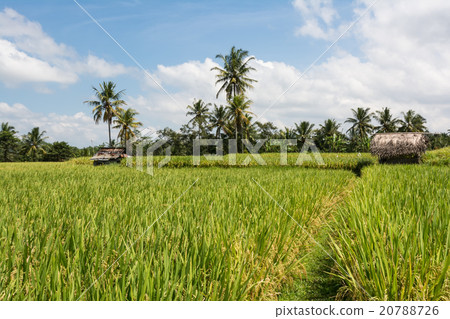Rice cultivation on Bali, Indonesia Rice cultivation on Bali, Indonesia 20788726