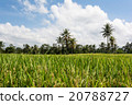 Rice cultivation on Bali, Indonesia 20788727