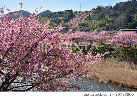 Kawazu cherry tree of Izu 20788800
