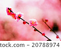 Plum blossom  20788974