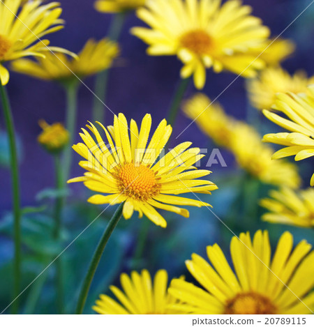 Yellow flowers 20789115