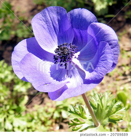 Ramat Gan Park the purple Crown Anemone flower2011 20789889