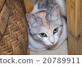 Portrait of tricolor cat. 20789911