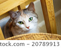 Calico cat playing Hide and Seek 20789913