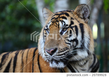 Royal bengal tiger Royal bengal tiger 20789928