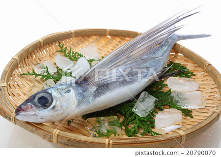 flying fish flying fish 20790070