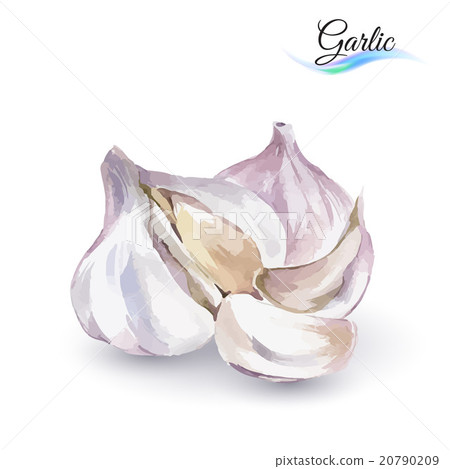 Garlic 20790209