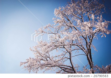tree branches covered with snow tree branches covered with snow 20790563