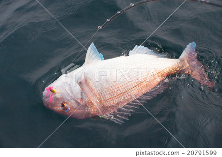 Fish a good type of red snapper in Tyraba !! Fish a good type of red snapper in Tyraba !! 20791599