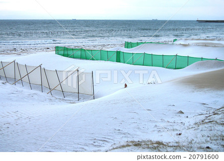 Day when snow fell into Chita peninsula "Chidorigahama" 20791600