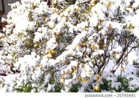 The day when it snows on Chita peninsula "Tokoname" 20791691