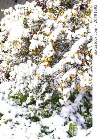The day when it snows on Chita peninsula "Tokoname" 20791692
