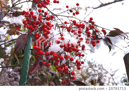 The day when it snows on Chita peninsula "Tokoname" The day when it snows on Chita peninsula "Tokoname" 20791713