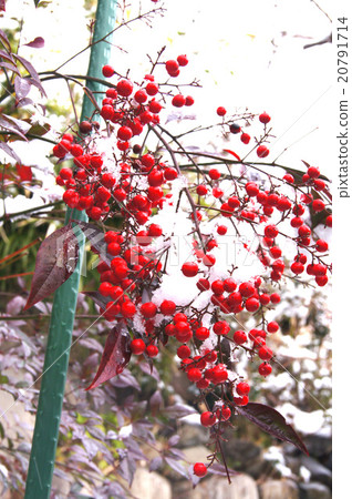 The day when it snows on Chita peninsula "Tokoname" 20791714