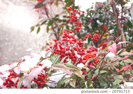 在赤塔半島“常滑”下雪的那一天 20791715