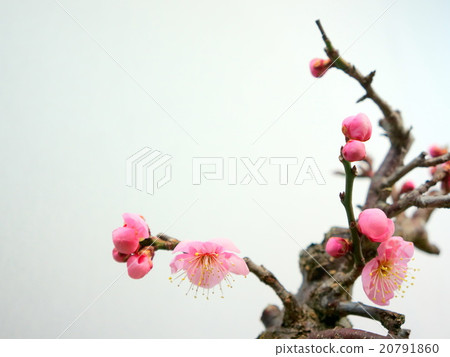 plum plum 20791860