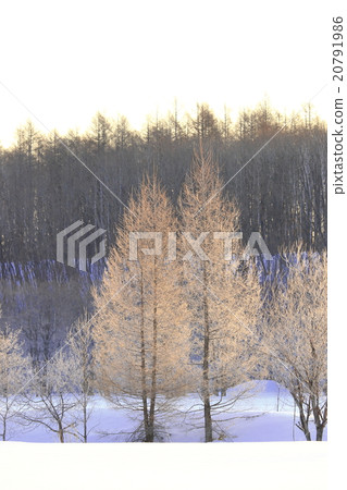 Fog ice stained at Chaoyang Hokkaido Tokachi Shimotsu village Sarutobetsu ugly cold landscape 20791986