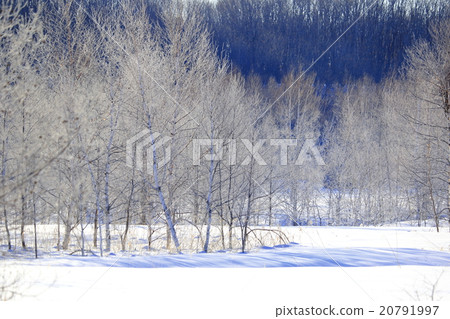 White fog ice stained with white white forest Hokkaido Tokachi Shikibetsu village Sarutobetsu ugly cold scenery 20791997