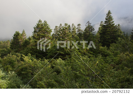 Hakkoda Tomato 20792132