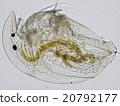 Hirata Daphnia Hirata Daphnia 20792177