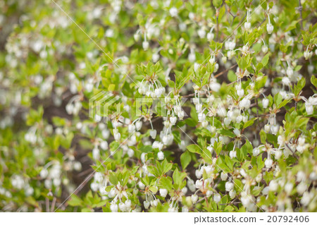enkianthus perulatus, ericaceae, bloom 20792406