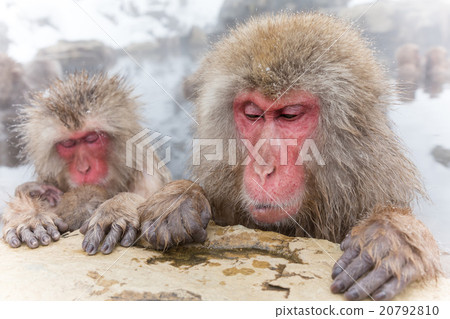 在溫泉日本猴子的Osa在溫泉 20792810