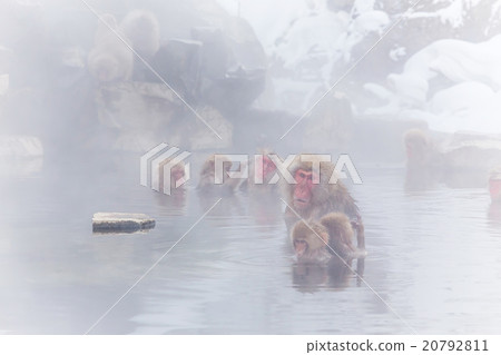 Osa in hot spring Japanese monkey in a hot spring 20792811