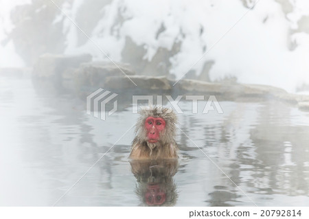Osa in hot spring Japanese monkey in a hot spring 20792814