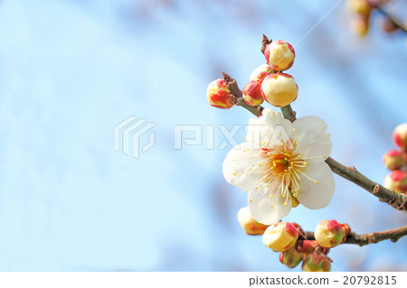 白梅花瓣 20792815