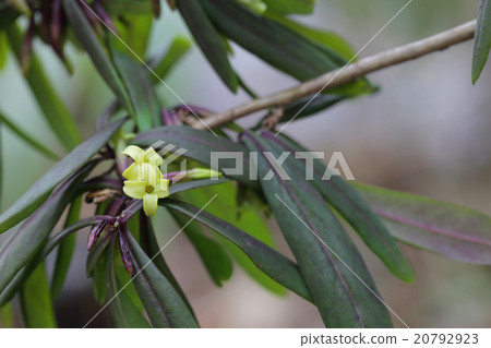 Flower of Onisibari Flower of Onisibari 20792923