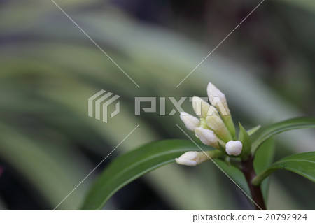 Buds of white-flowered ginkgo Buds of white-flowered ginkgo 20792924