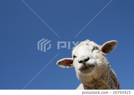 綿羊 20793425