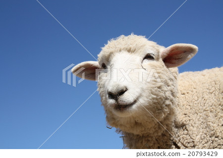 綿羊 20793429