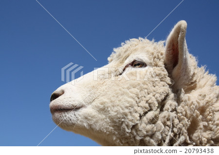 綿羊 綿羊 20793438