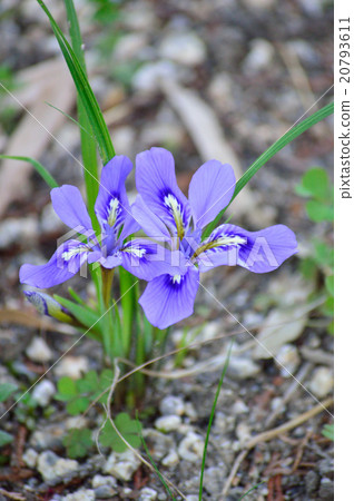 It is Ehimeume Yame of Kasaoka city Yoshida district Hakodate mountain shrine designated as rare wild animals and plants in Okayama prefecture. 20793611